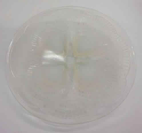 Rene Lalique Plate Coquilles