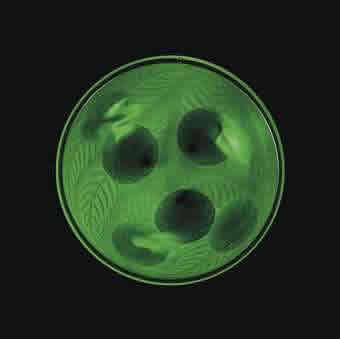 Rene Lalique Bowl Dahlias