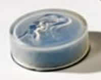 Rene Lalique Powder Box Deux Sirenes Small