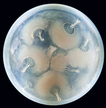 Rene Lalique Box Houppes