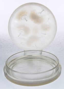 Rene Lalique Box Houppes