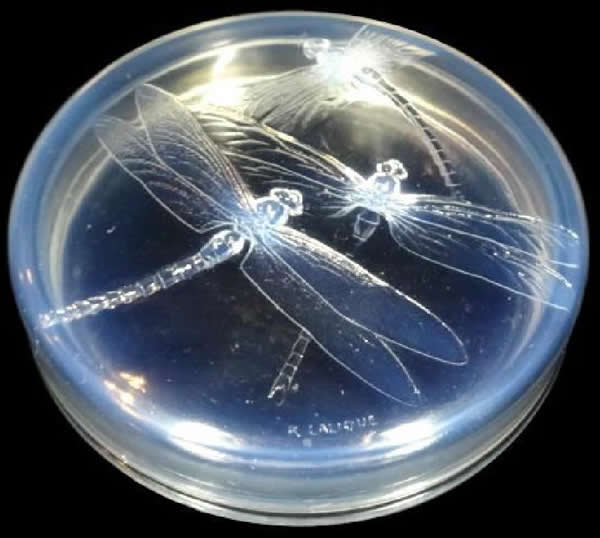 Rene Lalique Box Libellules