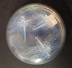 Rene Lalique Box Libellules