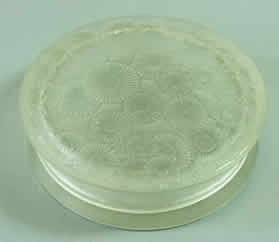 Rene Lalique Box Marguerites