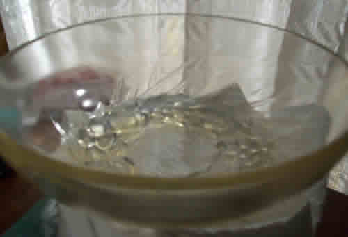 Rene Lalique Bowl Mont-Dore