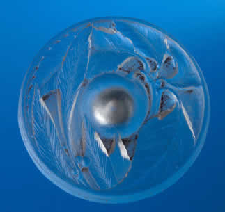 Rene Lalique Prune et Laurier Cire Perdue Vase Cover