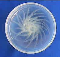 Rene Lalique Boite Quatre Flacons