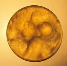 Rene Lalique Trois Anges Brooch