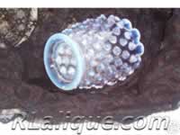 R.Lalique Fake - Not A Rene Lalique Item