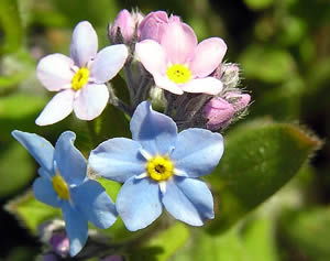 Myosotis Forget-Me-Not Flowers And Leaf